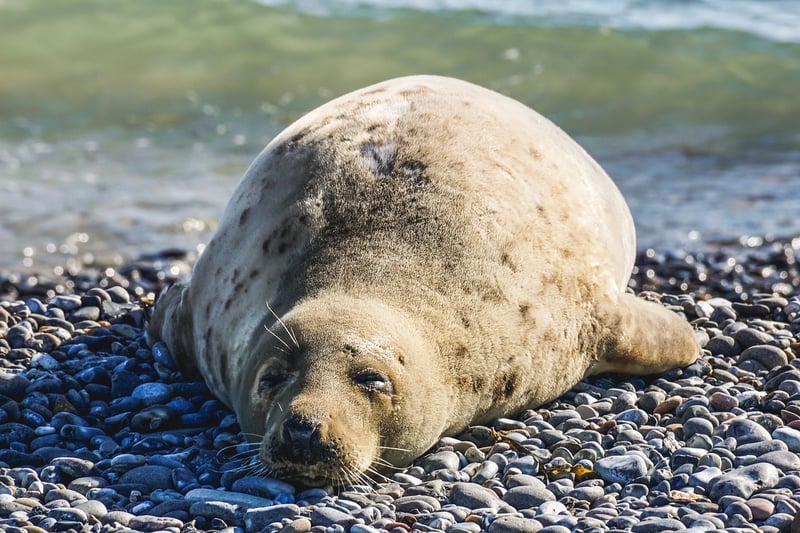 Constellation Seals