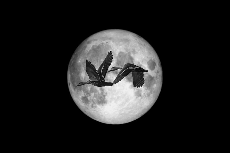 Moonlit Dinner